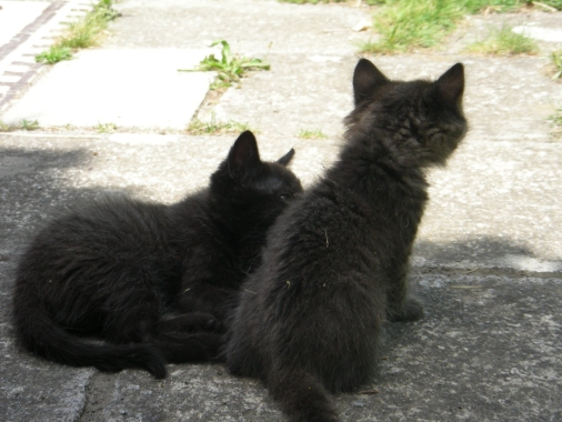 Katzenkinder