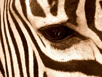 zebra__2